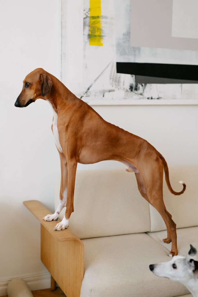 Pies prezentujący suplement PET PARENTS Joint & Bone wspierający sprawność stawów