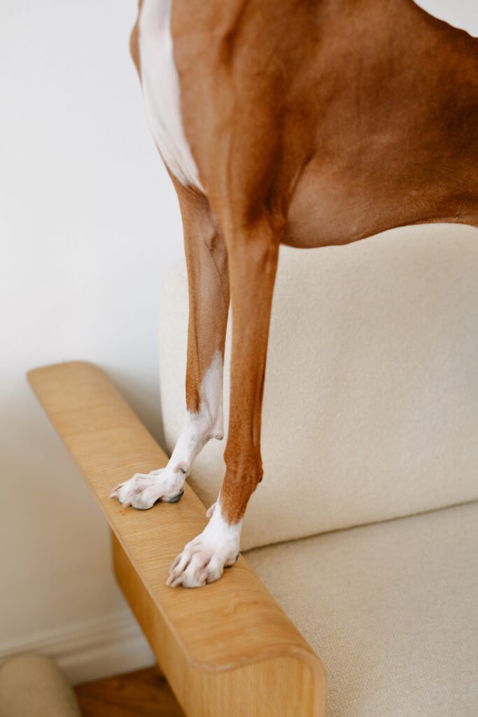 Pies stojący obok produktu PET PARENTS Joint & Bone dla psa